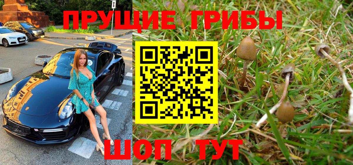 Галлюциногенные грибы Psilocybe Ивантеевка